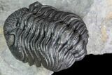 Detailed Morocops Trilobite - Nice Eye Facets #104968-4